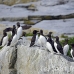 murre_common_msi_h_2023_can1140.jpg